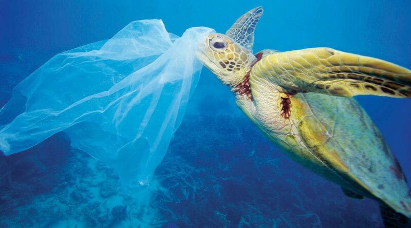 Tartaruga aparece nadando no mar, e na frente dela uma saco plástico.